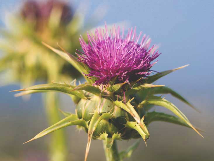 Milk Thistle|